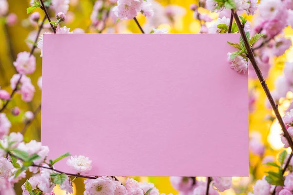 Kağıt çiçek çiçeklenme badem şubeleri arasında boş. Pembe f