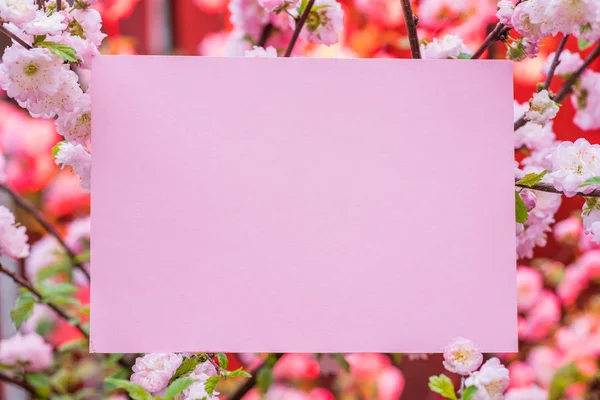 Kağıt çiçek çiçeklenme badem şubeleri arasında boş. Pembe f