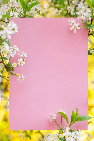 Rosa papper blank mellan körsbärs grenar i blom. — Stockfoto