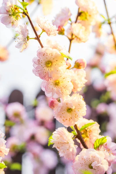 Pink flowering almond branches in blossom. Close-up. — Stock Photo, Image