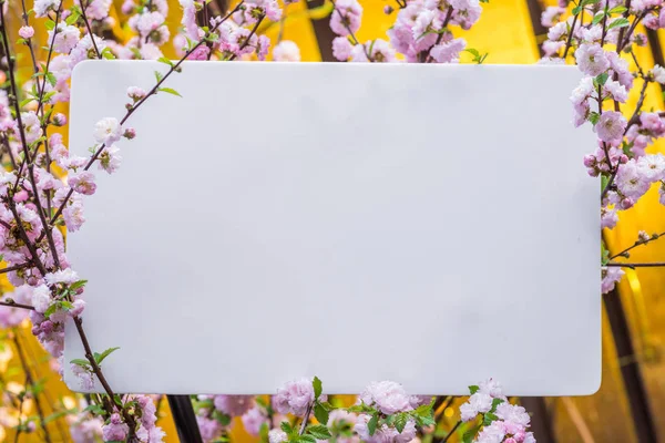 Paper blank between flowering almond branches in blossom. Pink f — Stock Photo, Image