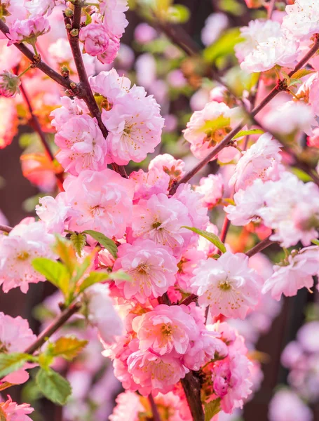 Pink flowering almond branches in blossom. Close-up. — Stock Photo, Image