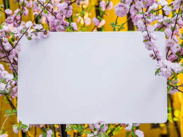 Papel em branco entre ramos de amêndoa floridos em flor. Rosa f — Fotografia de Stock