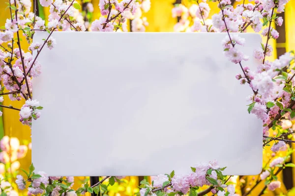 Paper blank between flowering almond branches in blossom. Pink f — Stock Photo, Image