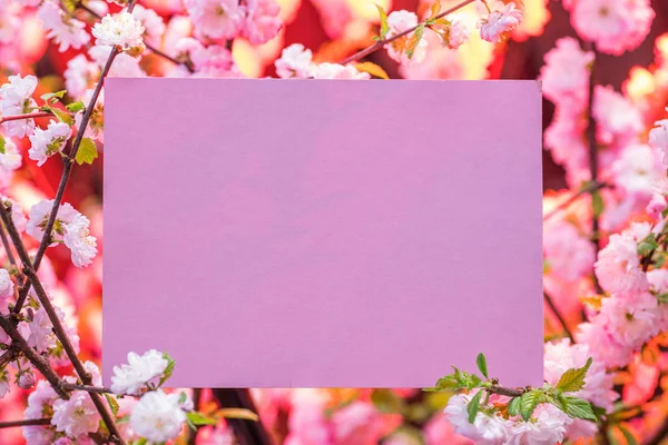 Kağıt çiçek çiçeklenme badem şubeleri arasında boş. Pembe f