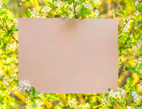 Papel en blanco entre ramas de cerezo en flor . —  Fotos de Stock