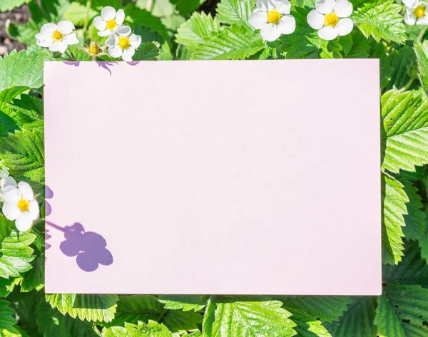 Papier blanc entre les buissons de fleurs de fraises. Flux de fraises — Photo