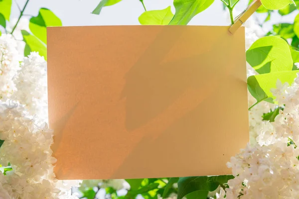 Papel naranja en blanco y flores lila blanca como marco. Cielo azul —  Fotos de Stock