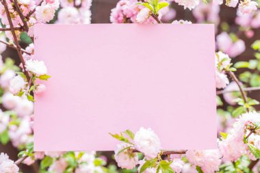 Kağıt çiçek çiçeklenme badem şubeleri arasında boş. Pembe f
