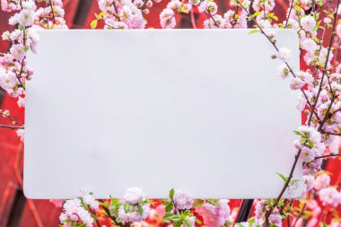 Kağıt çiçek çiçeklenme badem şubeleri arasında boş. Pembe f