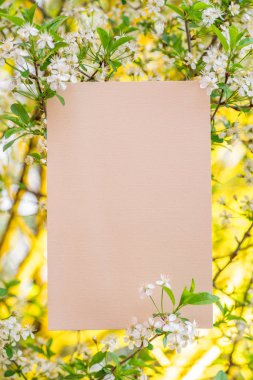 Kağıt boş kiraz çiçeği dallarında arasında. Renkli yeşil bir