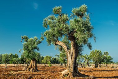 Ön planda Akdeniz zeytin Tarlası ve eski bir zeytin ağacı