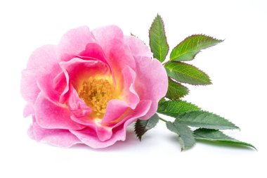 Rose-kalça veya beyaz bir arka plan üzerinde izole yabani gül çilek.