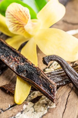 Vanilya meyve ve ahşap masa üzerinde orkide vanilya kurutulmuş.