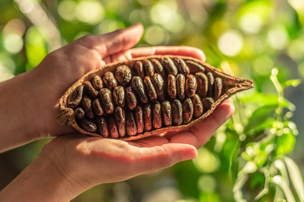 Vainas de cacao con granos de cacao secos en las manos masculinas. Naturaleza backgr — Foto de Stock