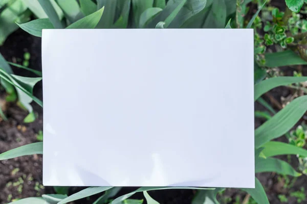 Papel em branco na relva verde. Grama verde como um quadro . — Fotografia de Stock