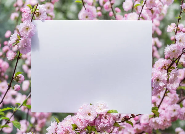 Papier blanc entre les branches d'amande en fleurs. Rose f — Photo