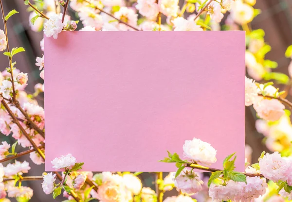 Papel em branco entre ramos de amêndoa floridos em flor. Rosa f — Fotografia de Stock