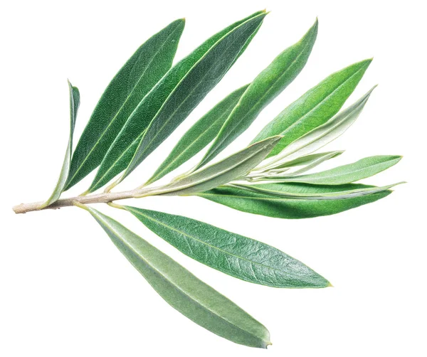 Olivgröna blad på den vita bakgrunden. — Stockfoto