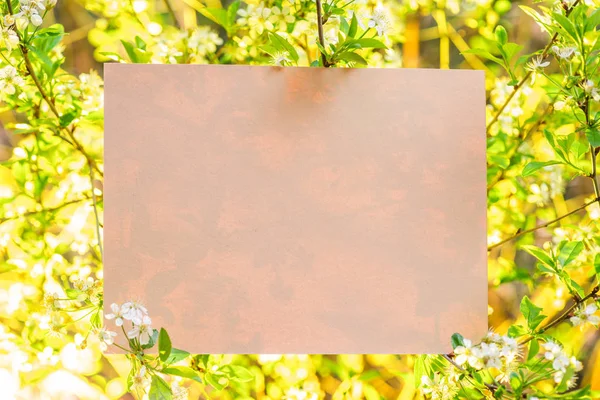 Paper blank between cherry branches in blossom. — Stock Photo, Image