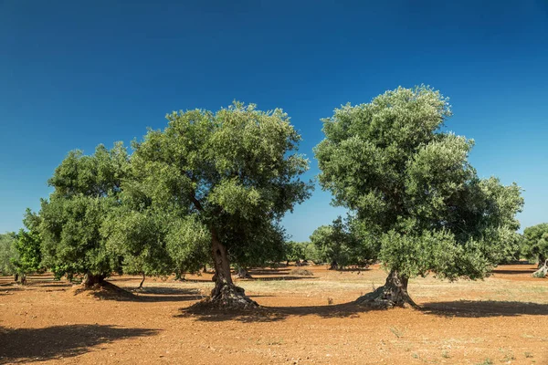 Mediterranean olive plantation and an old olive tree in the fore