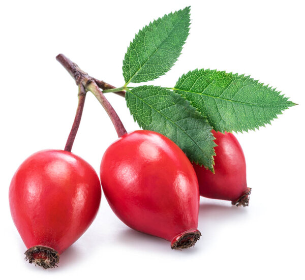 Rose-hips with rose leaves isolated on a white background.