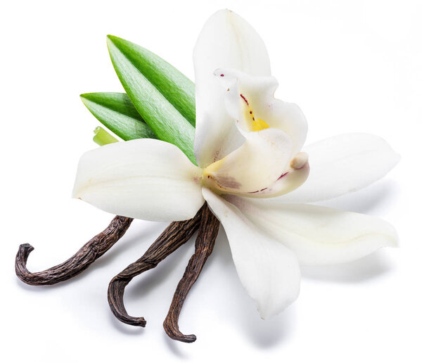 Сушеные ванильные палочки и ванильный цветок орхидеи изолированы на белом
