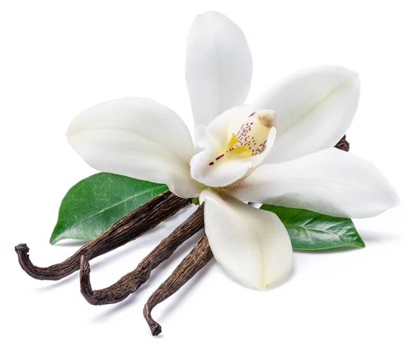 Beyaz backgrou üzerinde kurutulmuş vanilya çubukları ve orkide vanilya çiçeği — Stok fotoğraf