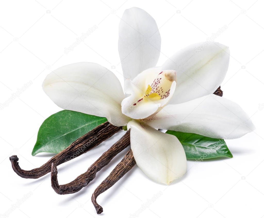Dried vanilla sticks and orchid vanilla flower on white backgrou
