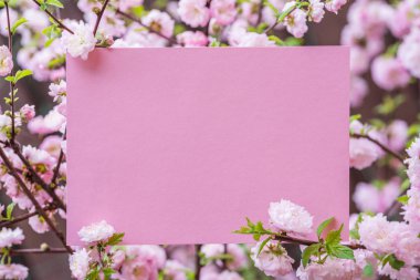 Kağıt çiçek çiçeklenme badem şubeleri arasında boş. Pembe f
