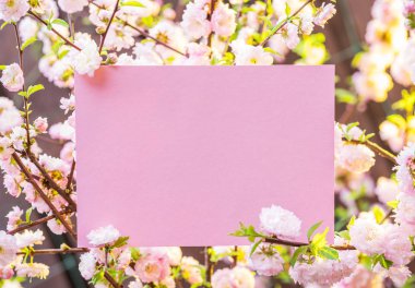 Kağıt çiçek çiçeklenme badem şubeleri arasında boş. Pembe f