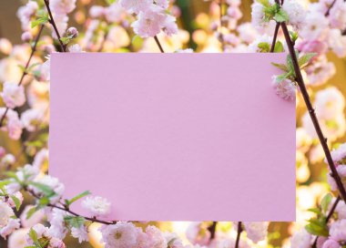 Kağıt çiçek çiçeklenme badem şubeleri arasında boş. Pembe f