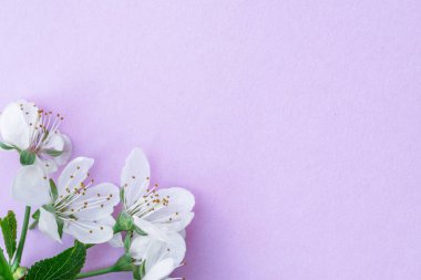 Mor kağıt boş ve üzerine kiraz ağacının çiçekleri. 