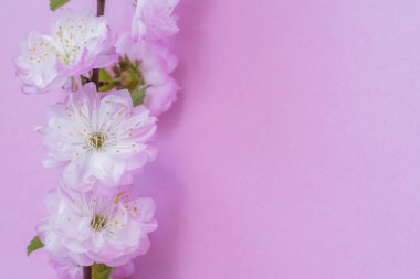 Üzerine badem bitkisinin mor kağıt boş ve güzel çiçekler. 