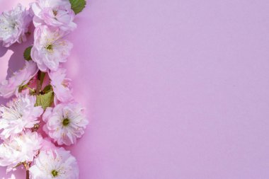 Üzerine badem bitkisinin mor kağıt boş ve güzel çiçekler. 