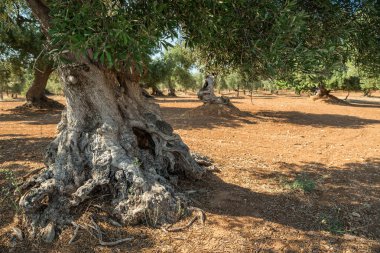 Ön planda Akdeniz zeytin Tarlası ve eski bir zeytin ağacı