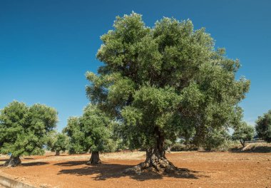 Ön planda Akdeniz zeytin Tarlası ve eski bir zeytin ağacı