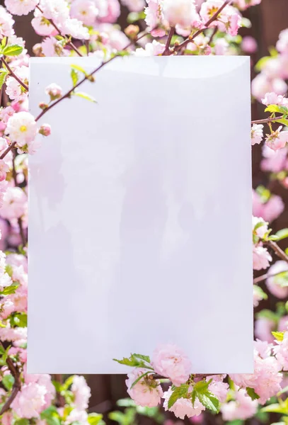 Papier blanc entre les branches d'amande en fleurs. Rose f — Photo