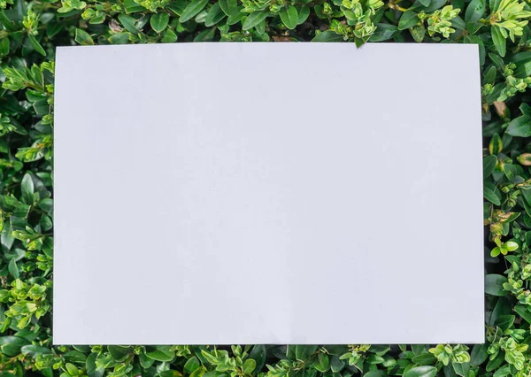 Paper blank on the green leaves. Green leaves as a frame. — Stock Photo, Image