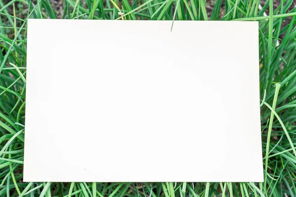 Χαρτί κενό στο πράσινο χορτάρι. Πράσινο γρασίδι ως πλαίσιο. — Φωτογραφία Αρχείου