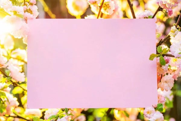 Χαρτί κενό μεταξύ ανθισμένες αμυγδαλιές κλάδους στο άνθος. Ροζ f — Φωτογραφία Αρχείου