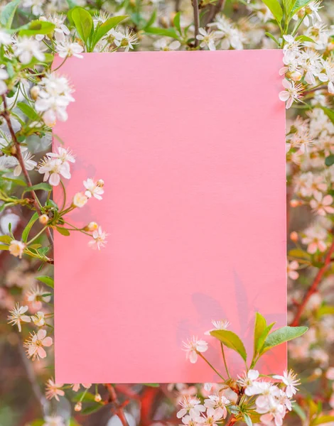 Ροζ χαρτί κενό μεταξύ κλαδιά κεράσι σε άνθος. — Φωτογραφία Αρχείου