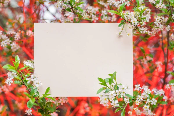 Papper tomt mellan cherry grenar i blossom. — Stockfoto