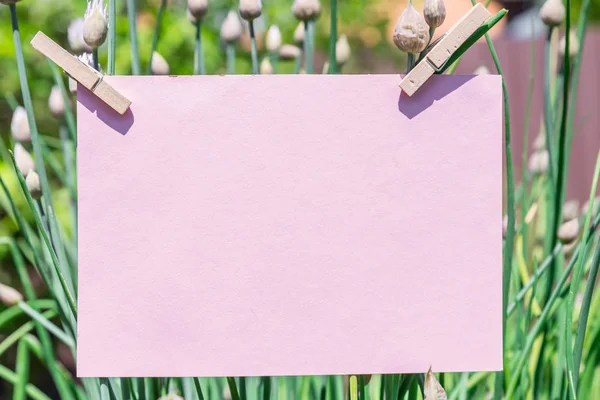 Roze papier leeg en bladeren van lente-uitjes op de achtergrond. — Stockfoto