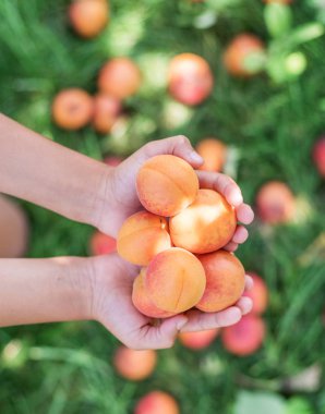 Bir yaz gününde kadın ellerde olgun sarı kayısı.