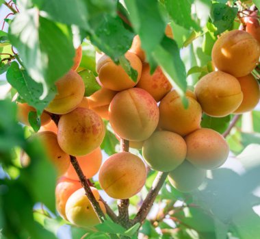 Bahçede meyve bahçesi ağacında olgun kayısı.