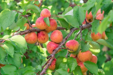 Bahçede meyve bahçesi ağacında olgun kayısı.