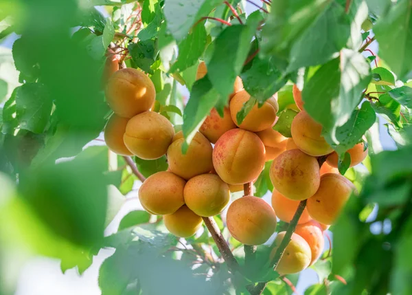 Спелые абрикосы на фруктовом дереве в саду . — стоковое фото