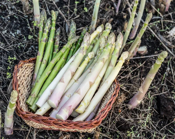 Harvest of white and green asparagus in wicker basket.