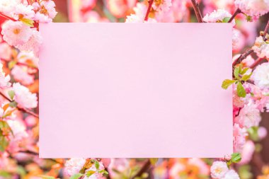Kağıt çiçek çiçeklenme badem şubeleri arasında boş. Pembe f